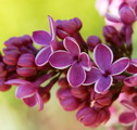 یاس بنفش,یاس شیروانی,Lilac
